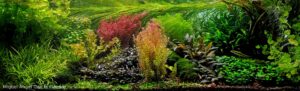 Garden of Emeralds - Aqua Plants Hub