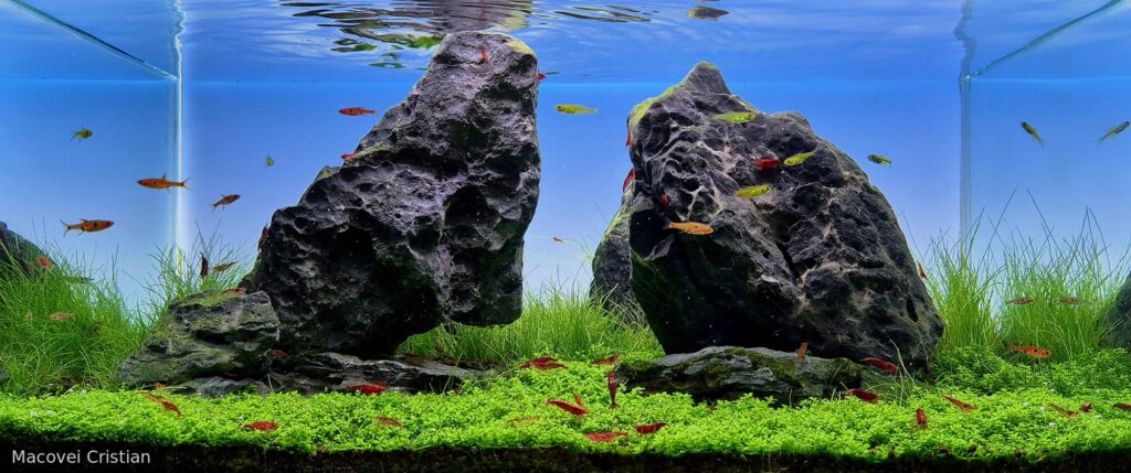 Gemelli Diversi - Aqua Plants Hub