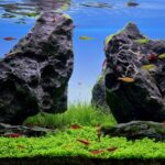 Gemelli Diversi - Aqua Plants Hub