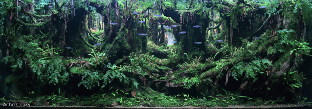 Giant Tree - Aqua Plants Hub