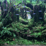 Giant Tree - Aqua Plants Hub