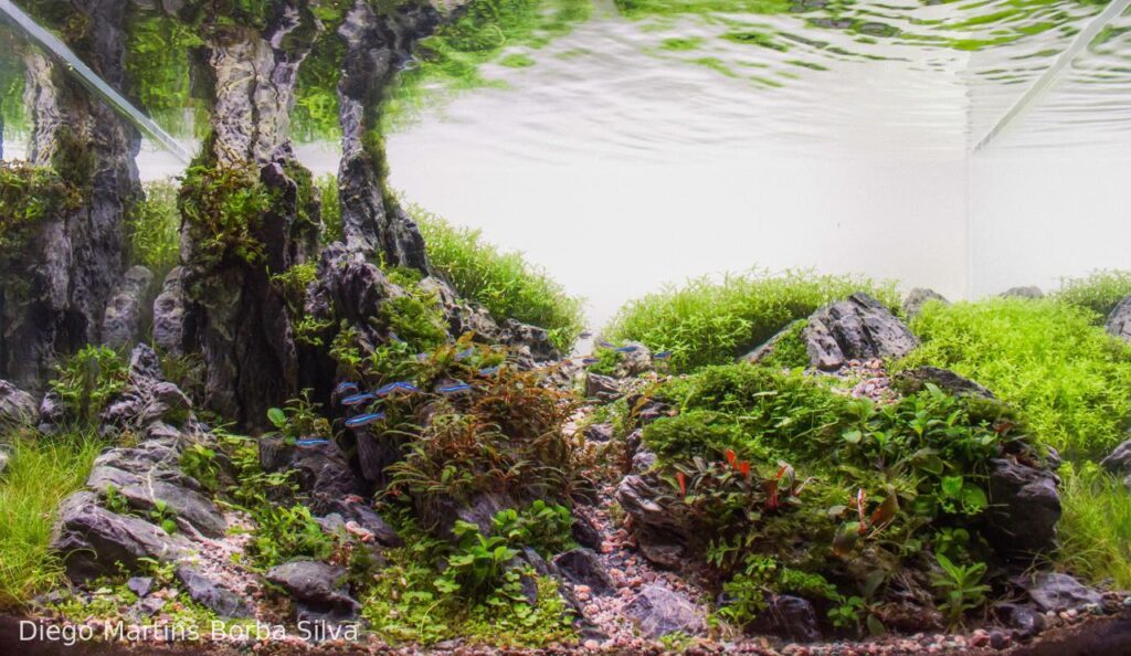 God`s finger - Aqua Plants Hub