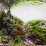 God`s finger - Aqua Plants Hub
