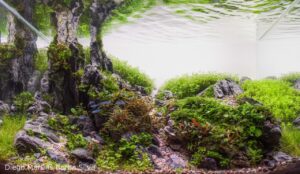 God`s finger - Aqua Plants Hub