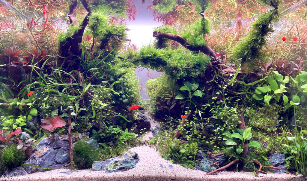 Golden Passage - Aqua Plants Hub
