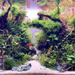 Golden Passage - Aqua Plants Hub