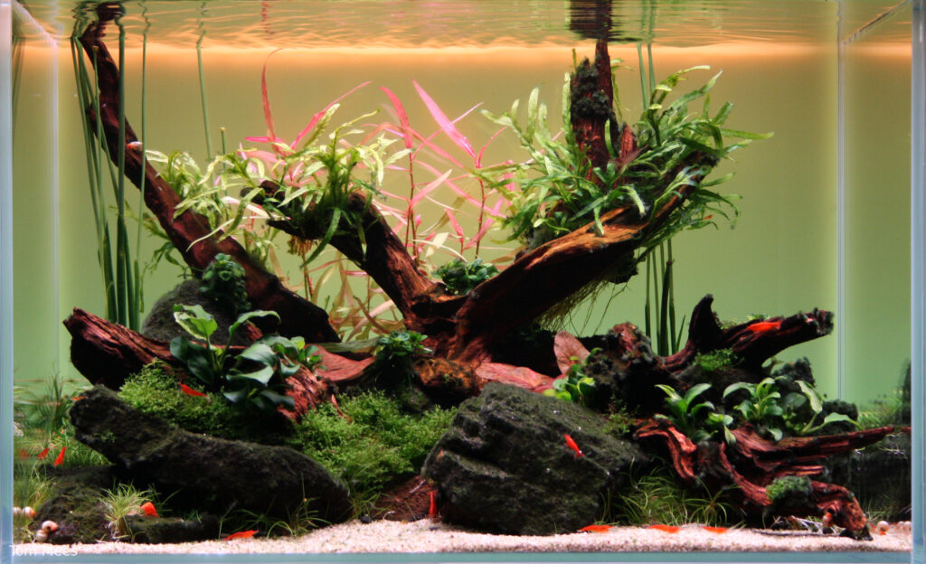 Golden Sunset - Aqua Plants Hub