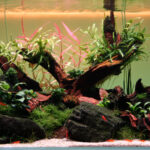 Golden Sunset - Aqua Plants Hub