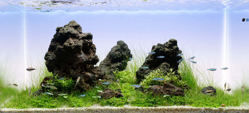 Grass Land - Aqua Plants Hub