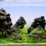 Grass Land - Aqua Plants Hub