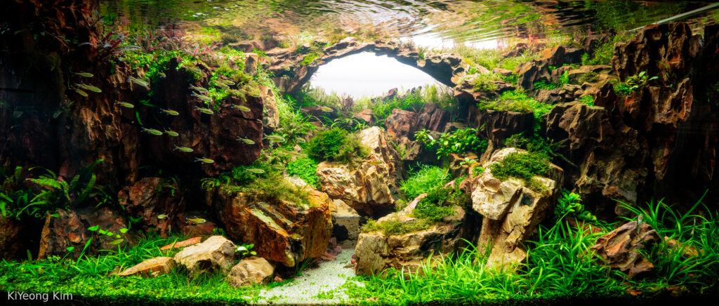 Green Fall - Aqua Plants Hub