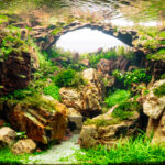 Green Fall - Aqua Plants Hub