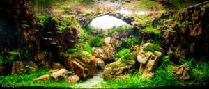 Green Fall - Aqua Plants Hub