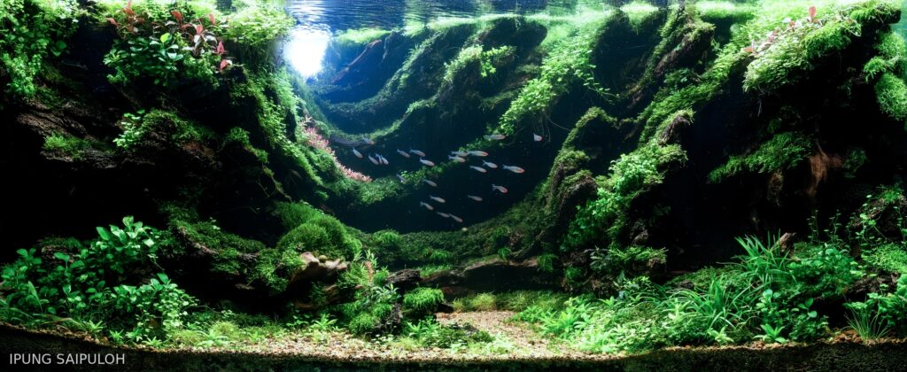 Green Haven - Aqua Plants Hub