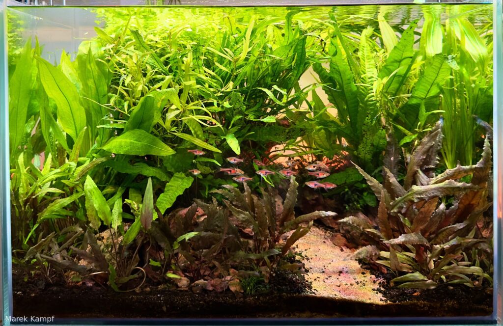 Green Oasis - Aqua Plants Hub