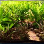 Green Oasis - Aqua Plants Hub