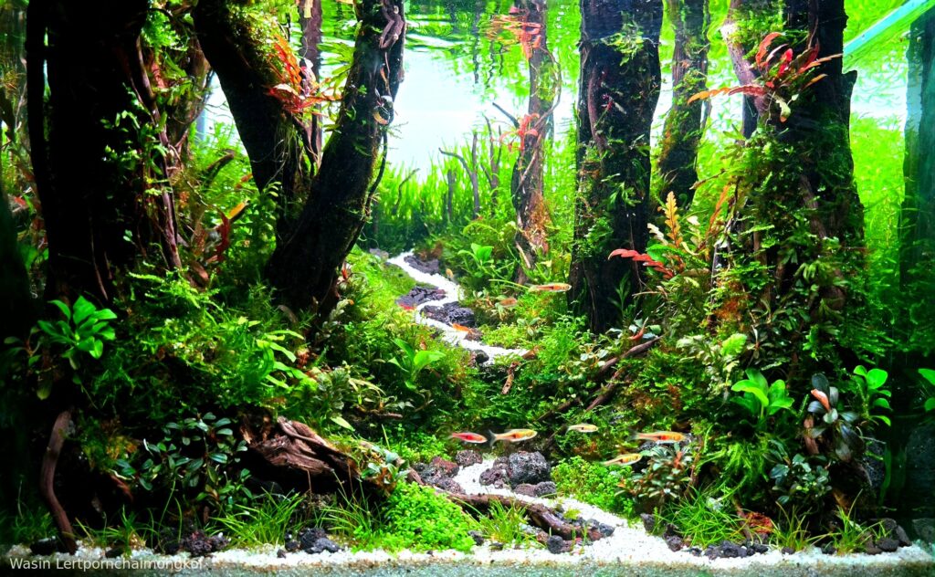 Green Path - Aqua Plants Hub
