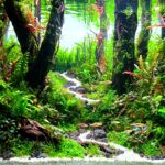 Green Path - Aqua Plants Hub