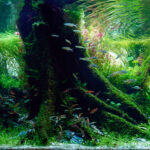 Green Shrine - Aqua Plants Hub