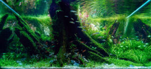 Green Shrine - Aqua Plants Hub
