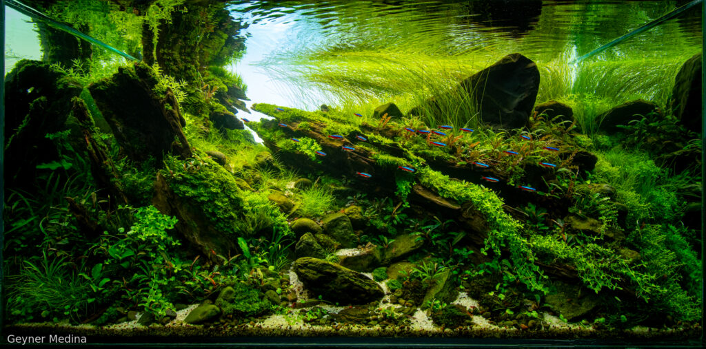 Green deep solstice - Aqua Plants Hub