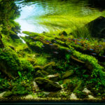 Green deep solstice - Aqua Plants Hub