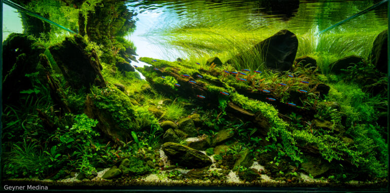 Green deep solstice