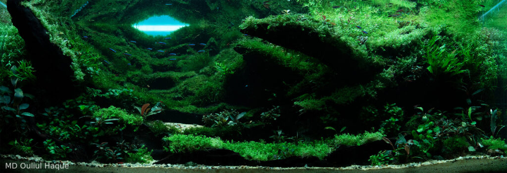Green valley - Green valley (AGA 2025 #1110) - Aqua Plants Hub