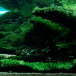Green valley - Green valley (AGA 2025 #1110) - Aqua Plants Hub