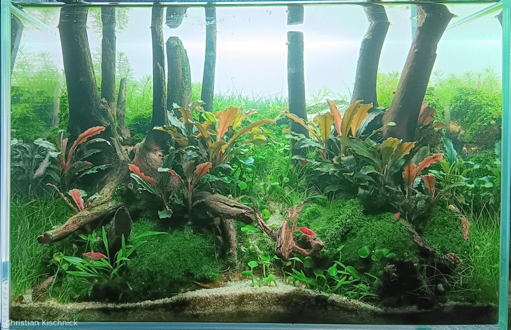Green way - Aqua Plants Hub
