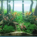 Green way - Aqua Plants Hub