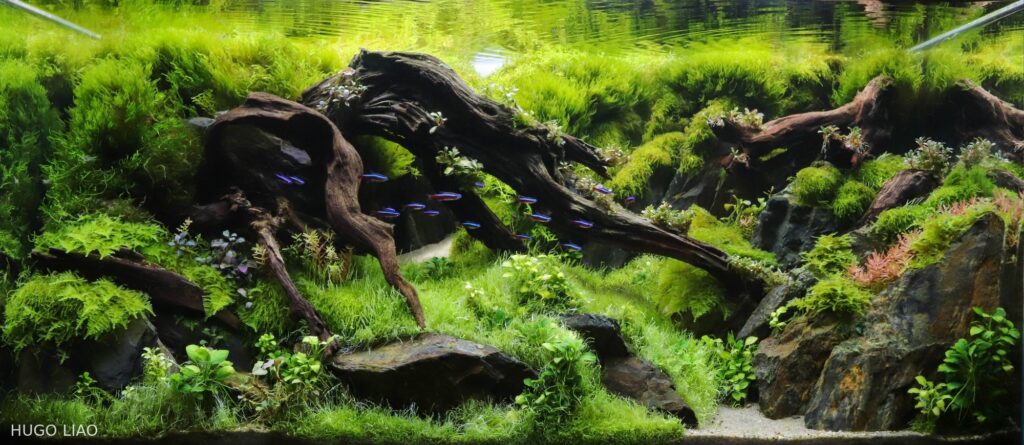Green world - Aqua Plants Hub