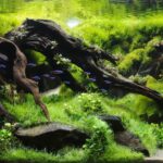 Green world - Aqua Plants Hub