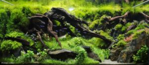 Green world - Aqua Plants Hub