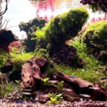 Greendale - Aqua Plants Hub