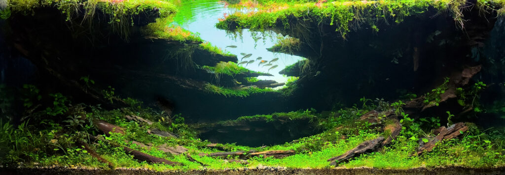 HIDDEN REALM - Aqua Plants Hub