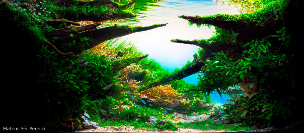 Habaek Path - Aqua Plants Hub