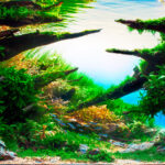 Habaek Path - Aqua Plants Hub