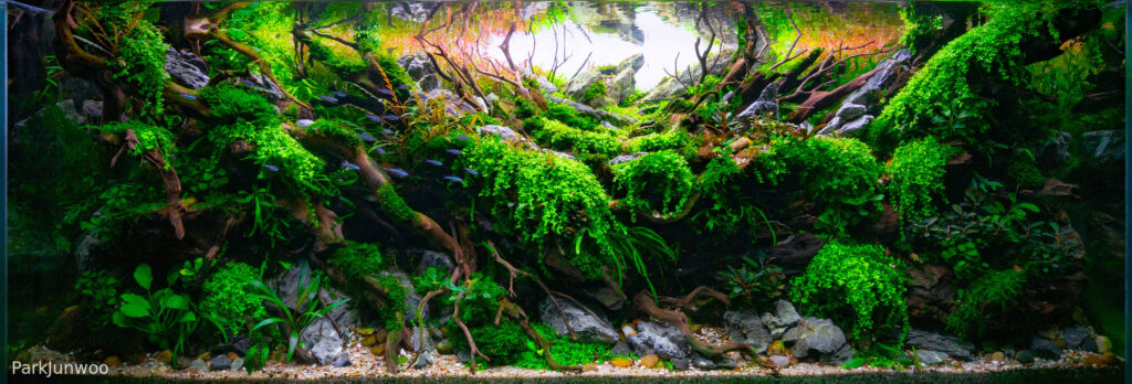 Hakuna Matata - Aqua Plants Hub