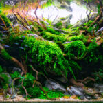 Hakuna Matata - Aqua Plants Hub