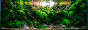 Hakuna Matata - Aqua Plants Hub