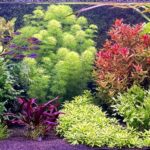 Harmony - Harmony (AGA 2025 #1418) - Aqua Plants Hub