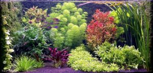 Harmony - Harmony (AGA 2025 #1418) - Aqua Plants Hub