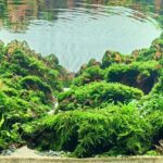 Harmony City - Aqua Plants Hub
