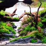 Haven - Aqua Plants Hub