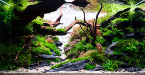 Haven - Aqua Plants Hub