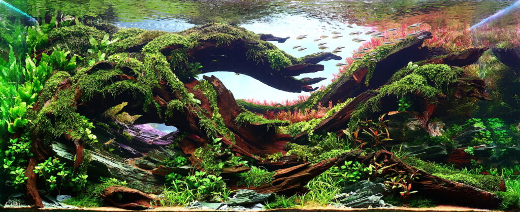 Hidden - Hidden (AGA 2025 #1169) - Aqua Plants Hub