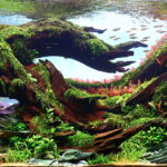 Hidden - Hidden (AGA 2025 #1169) - Aqua Plants Hub
