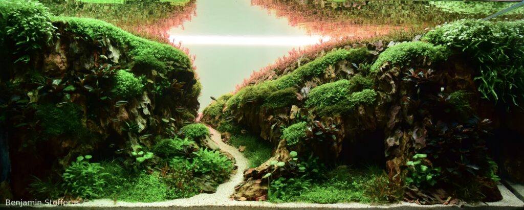 Hidden aquatic realms - Aqua Plants Hub