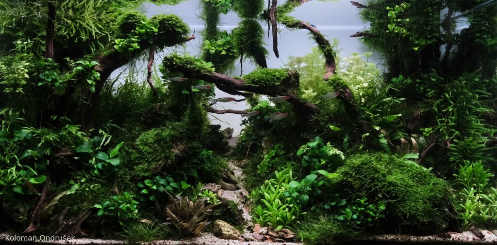 Hold on - Aqua Plants Hub